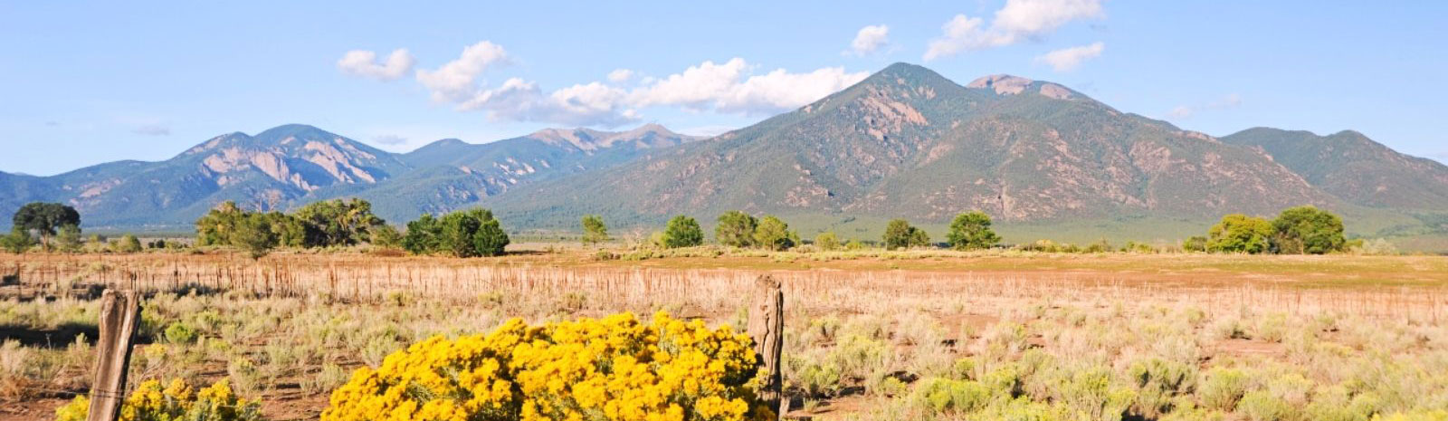 yellow chamiso plant in front of Taos mountain